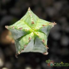 Una foto de Euphorbia jansenvillensis 