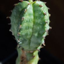 Una foto de Euphorbia jansenvillensis 