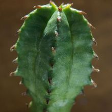 Una foto de Euphorbia jansenvillensis 