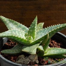 A photo of Aloe maculata
