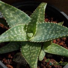 A photo of Aloe maculata
