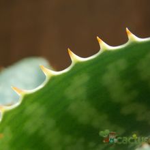 A photo of Aloe maculata