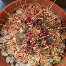 Una foto de Ferocactus gracilis ssp. gatesii