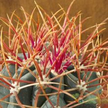 A photo of Ferocactus gracilis ssp. gatesii