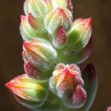 A photo of Echeveria leucotricha