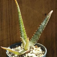 Una foto de Aloe pruinosa