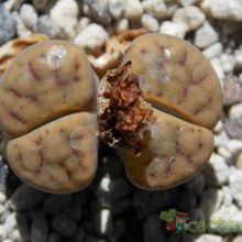 A photo of Lithops schwantesii ssp. schwantesii v. schwantesii