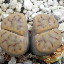A photo of Lithops schwantesii ssp. schwantesii v. schwantesii
