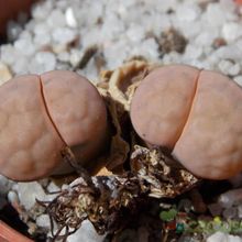 Una foto de Lithops karasmontana ssp. karasmontana