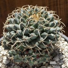 A photo of Mammillaria magnimamma