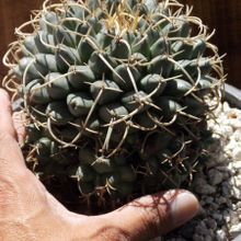 A photo of Mammillaria magnimamma