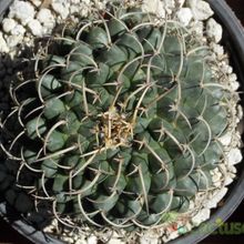 A photo of Mammillaria magnimamma