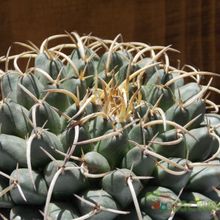 A photo of Mammillaria magnimamma