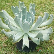 A photo of Echeveria runyonii cv. Topsy turvy 