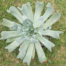 A photo of Echeveria runyonii cv. Topsy turvy 