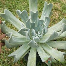 A photo of Echeveria runyonii cv. Topsy turvy 
