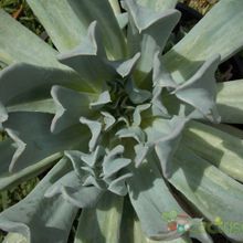 A photo of Echeveria runyonii cv. Topsy turvy 