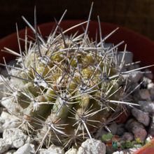 A photo of Eriosyce crispa ssp. atroviridis