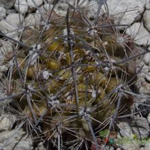 A photo of Eriosyce crispa ssp. atroviridis