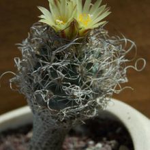 Una foto de Turbinicarpus pseudomacrochele ssp. minimus