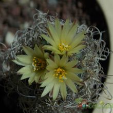 Una foto de Turbinicarpus pseudomacrochele ssp. minimus