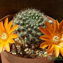 Una foto de Rebutia flavistyla
