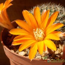 Una foto de Rebutia flavistyla