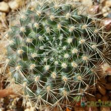 Una foto de Rebutia flavistyla
