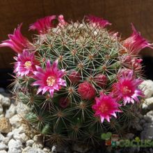 Una foto de Mammillaria nunezii