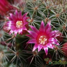 Una foto de Mammillaria nunezii