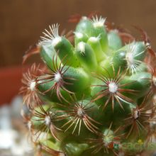 Una foto de Mammillaria deherdtiana