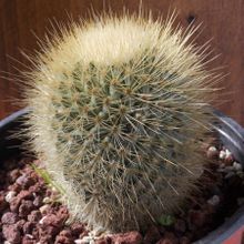 A photo of Mammillaria spinosissima ssp. tepoxtlana