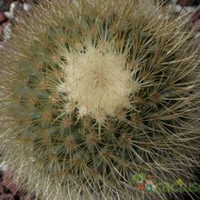 A photo of Mammillaria spinosissima ssp. tepoxtlana