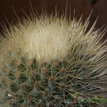 A photo of Mammillaria spinosissima ssp. tepoxtlana