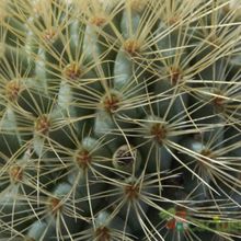 A photo of Mammillaria spinosissima ssp. tepoxtlana
