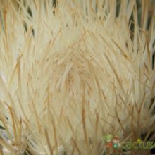 A photo of Mammillaria spinosissima ssp. tepoxtlana