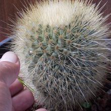 A photo of Mammillaria spinosissima ssp. tepoxtlana