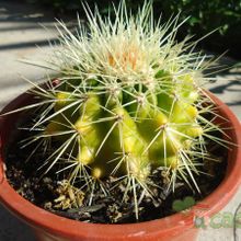 Una foto de Echinocactus grusonii