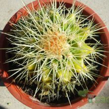 Una foto de Echinocactus grusonii