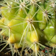 Una foto de Echinocactus grusonii
