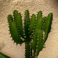 Foto de un cactus que se está identificando actualmente