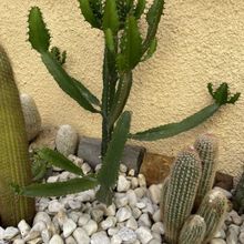 Foto de un cactus que se está identificando actualmente