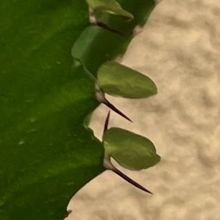 Foto de un cactus que se está identificando actualmente