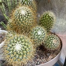 A photo of Mammillaria rhodantha ssp. pringlei