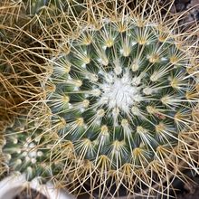 A photo of Mammillaria rhodantha ssp. pringlei