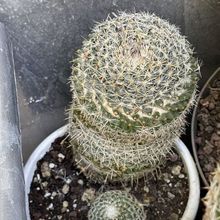 A photo of Mammillaria albilanata ssp. albilanata