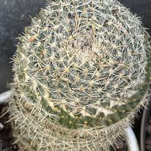 A photo of Mammillaria albilanata ssp. albilanata