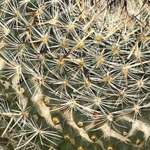A photo of Mammillaria albilanata ssp. albilanata