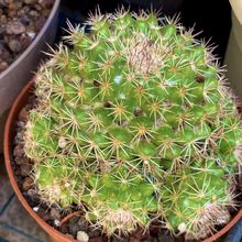 A photo of Mammillaria scrippsiana