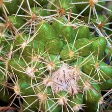 A photo of Mammillaria scrippsiana